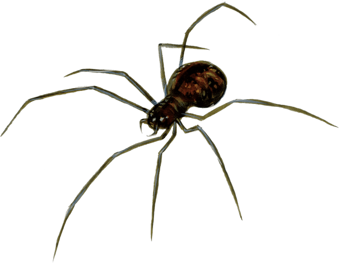 Spider | Kryx RPG